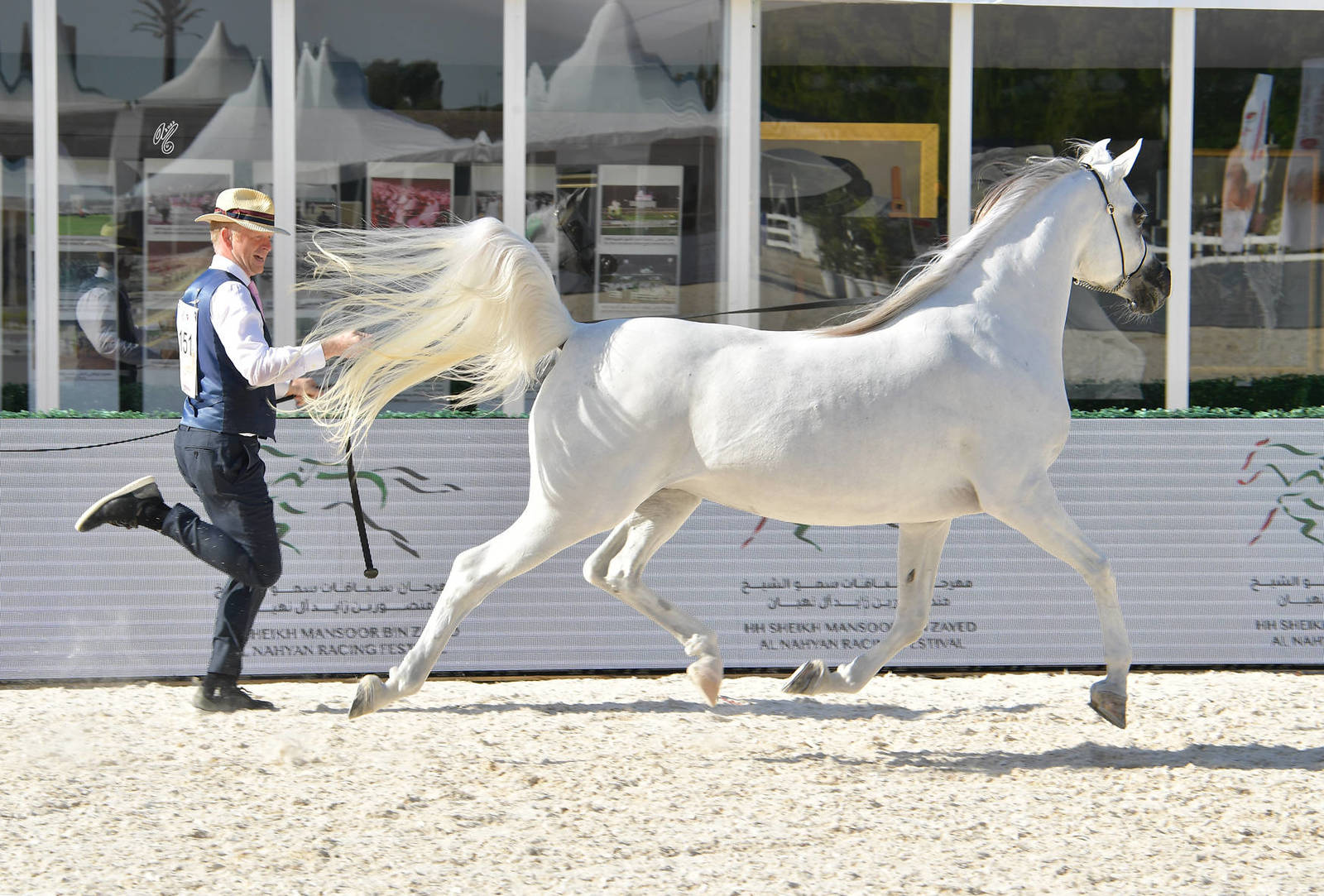 Mares 10 Years and Older: Al Aryam Al Yaba 