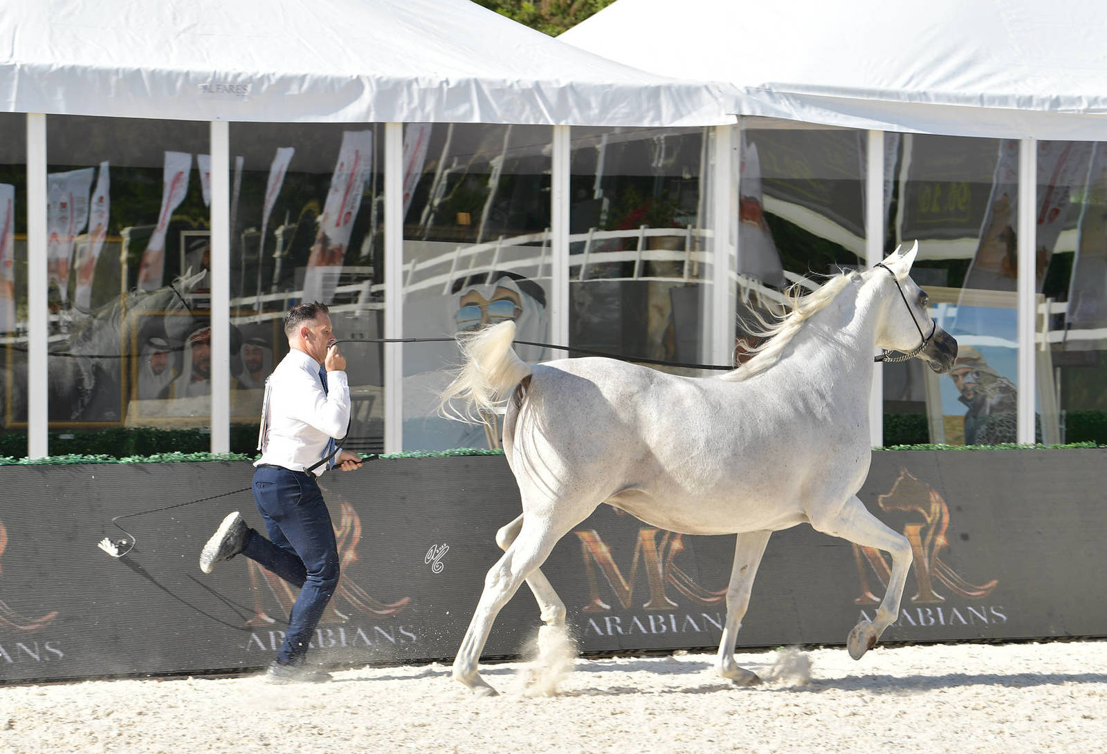 Mares 10 Years and Older: Flaminga MS