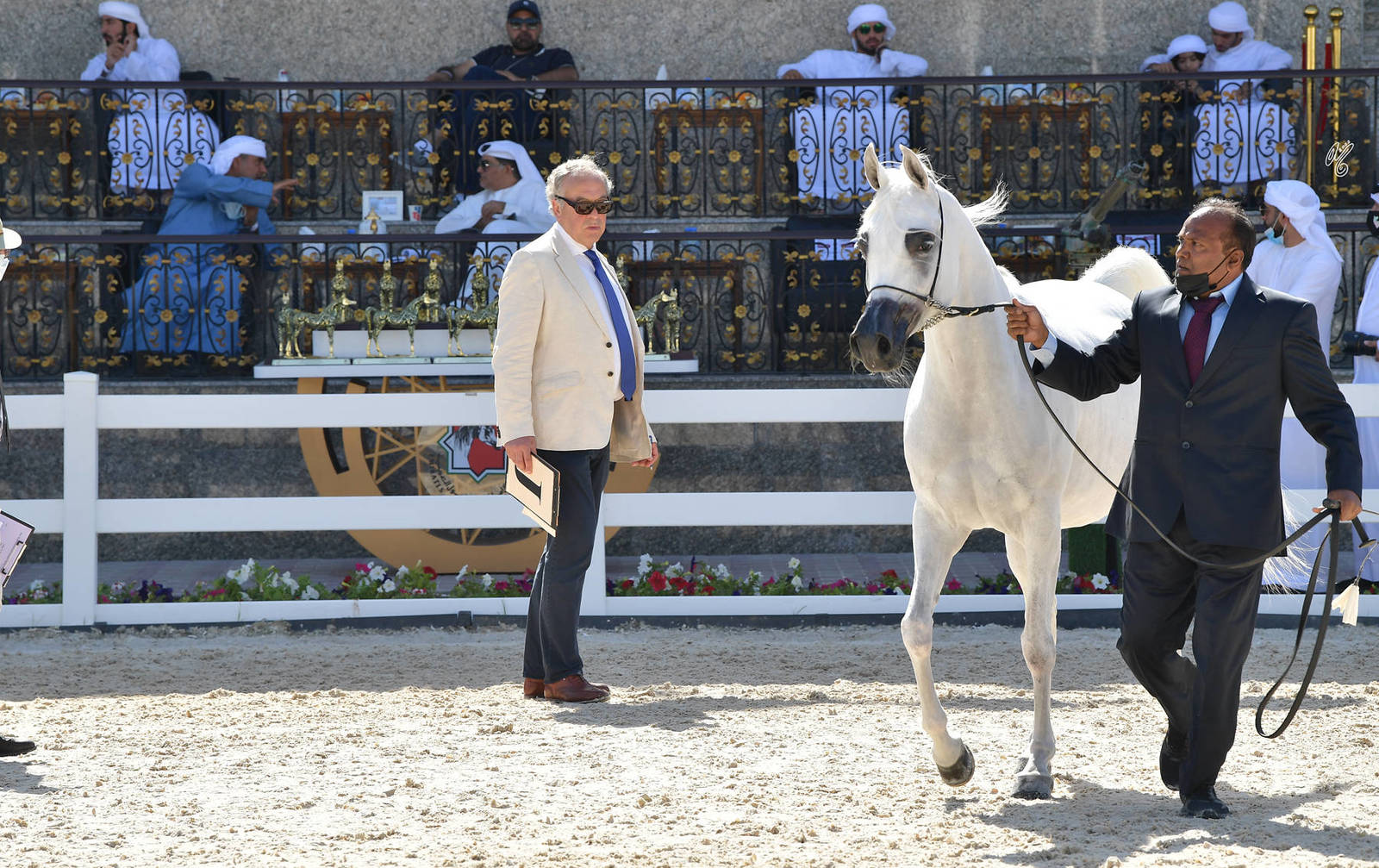 Mares 7-9 Years Old: Zainah 