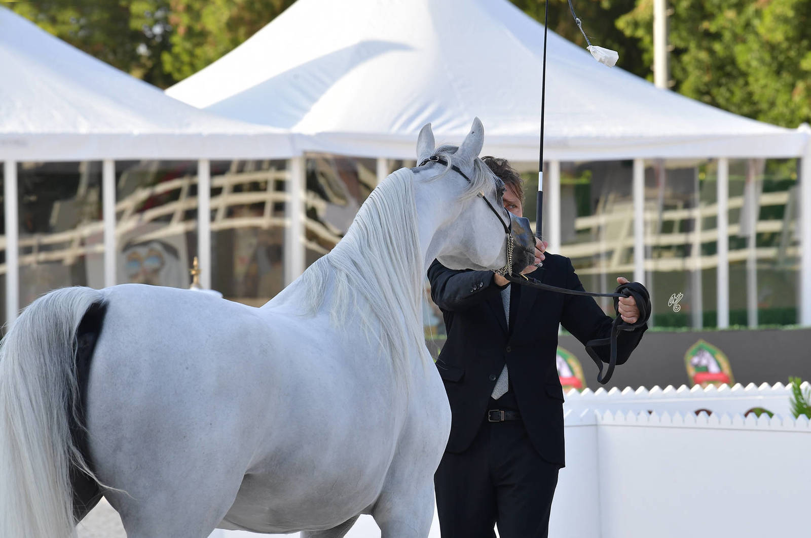 Mares 7-9 Years Old: D Ghaneemah 