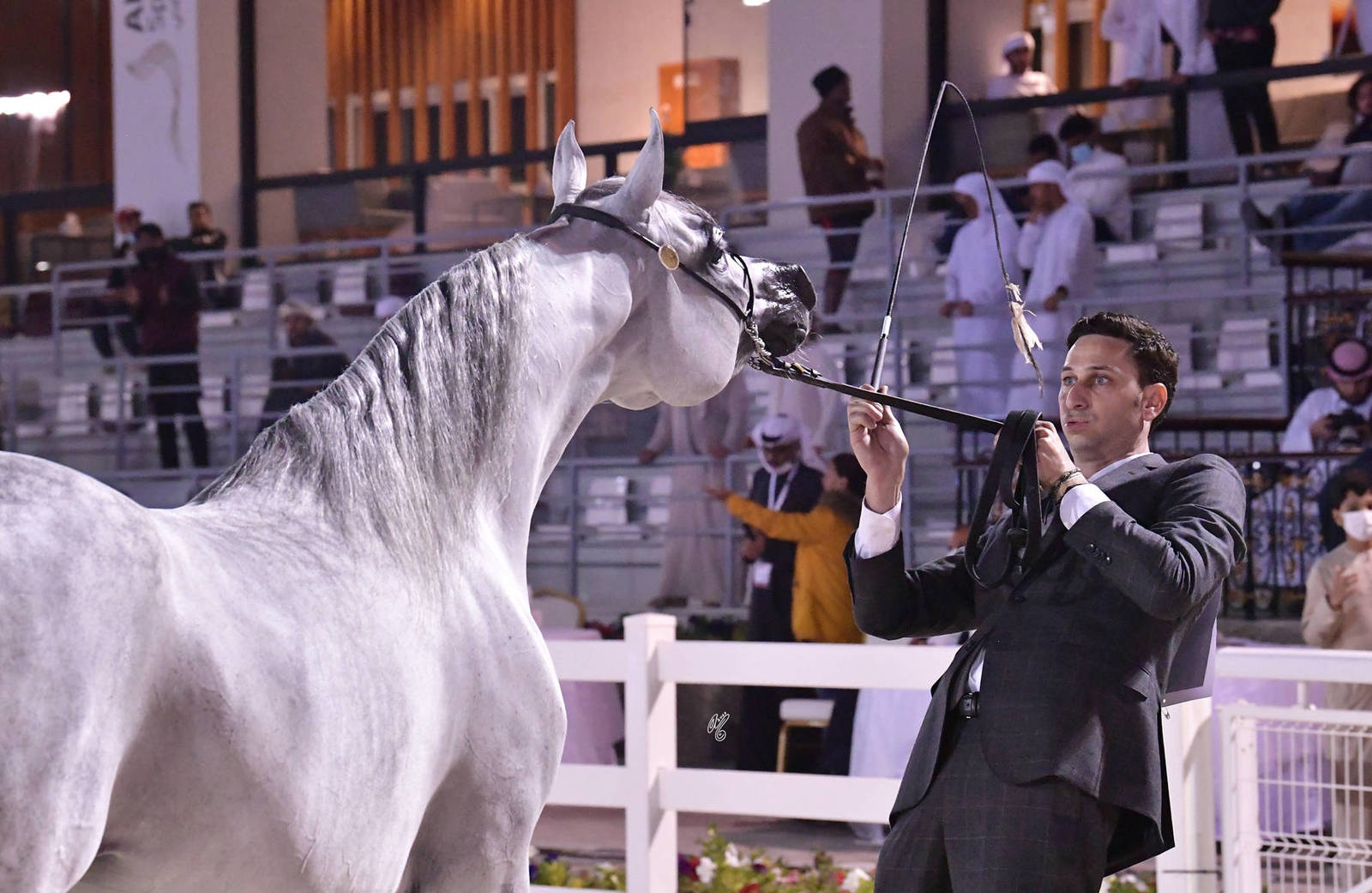 Mares 4-6 Years Old: Aajilah Al Zobair