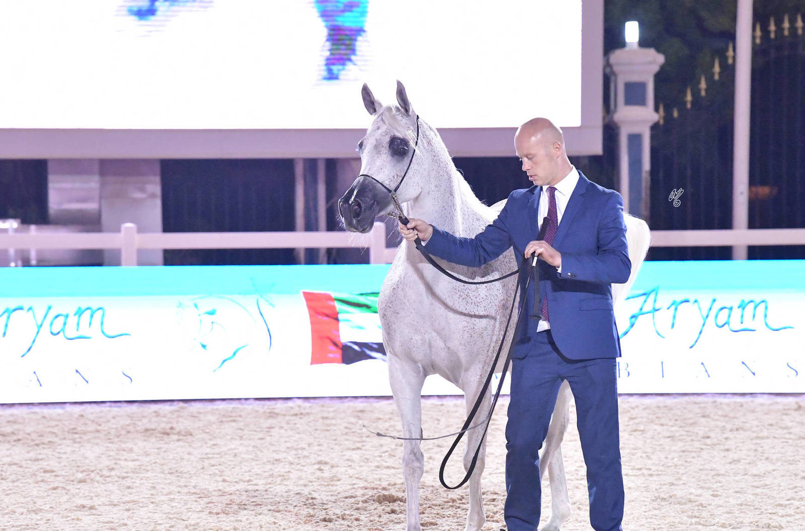 Mares 4-6 Years Old: SS Farah Olivia 