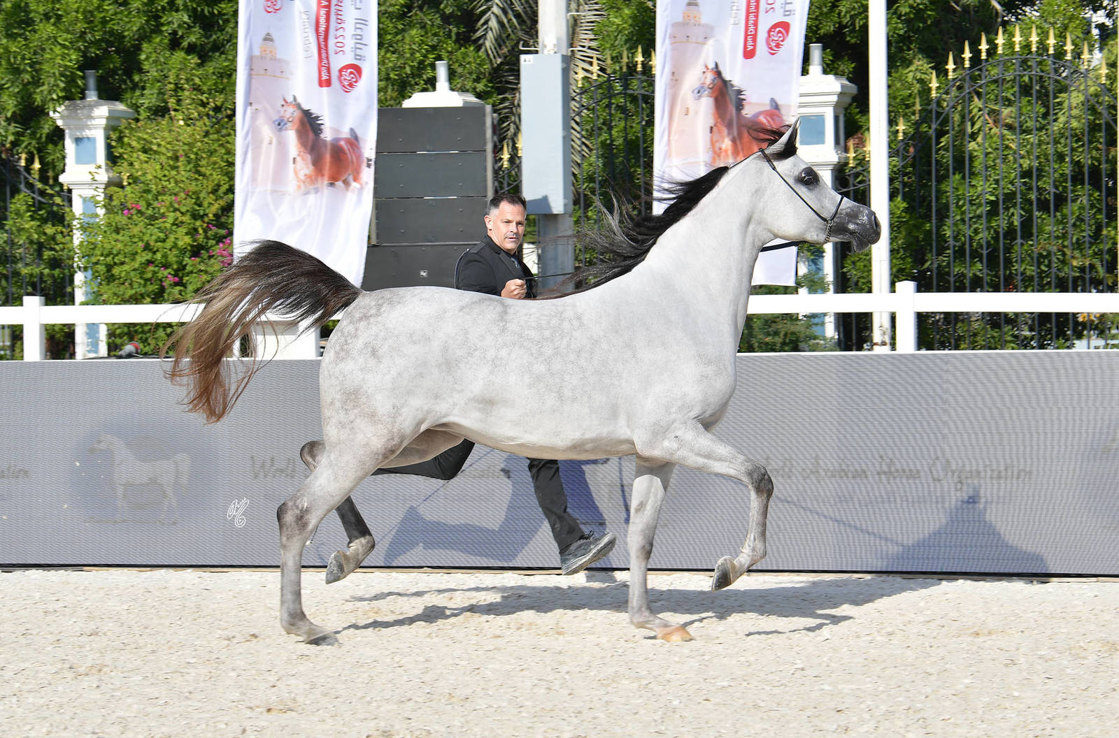 Fillies 3 Years Old:  AJ Al Brraqah Al Khamisah