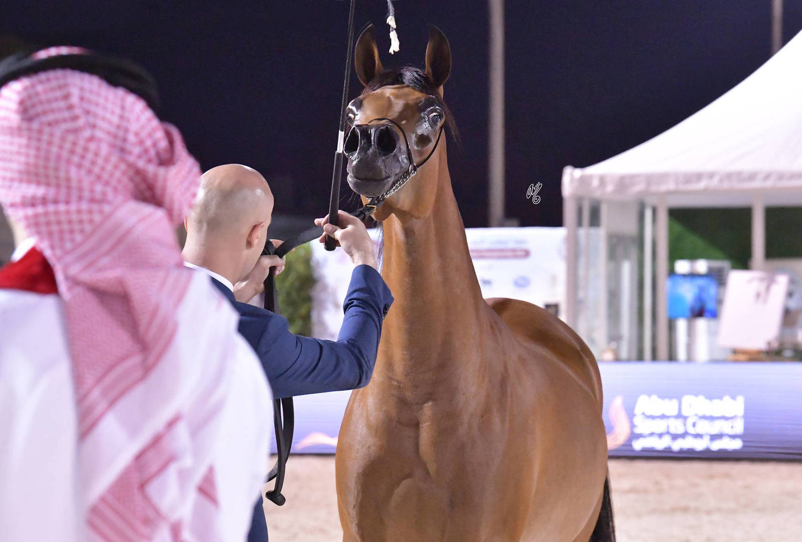 Fillies 3 Years Old: D Mashhourah 