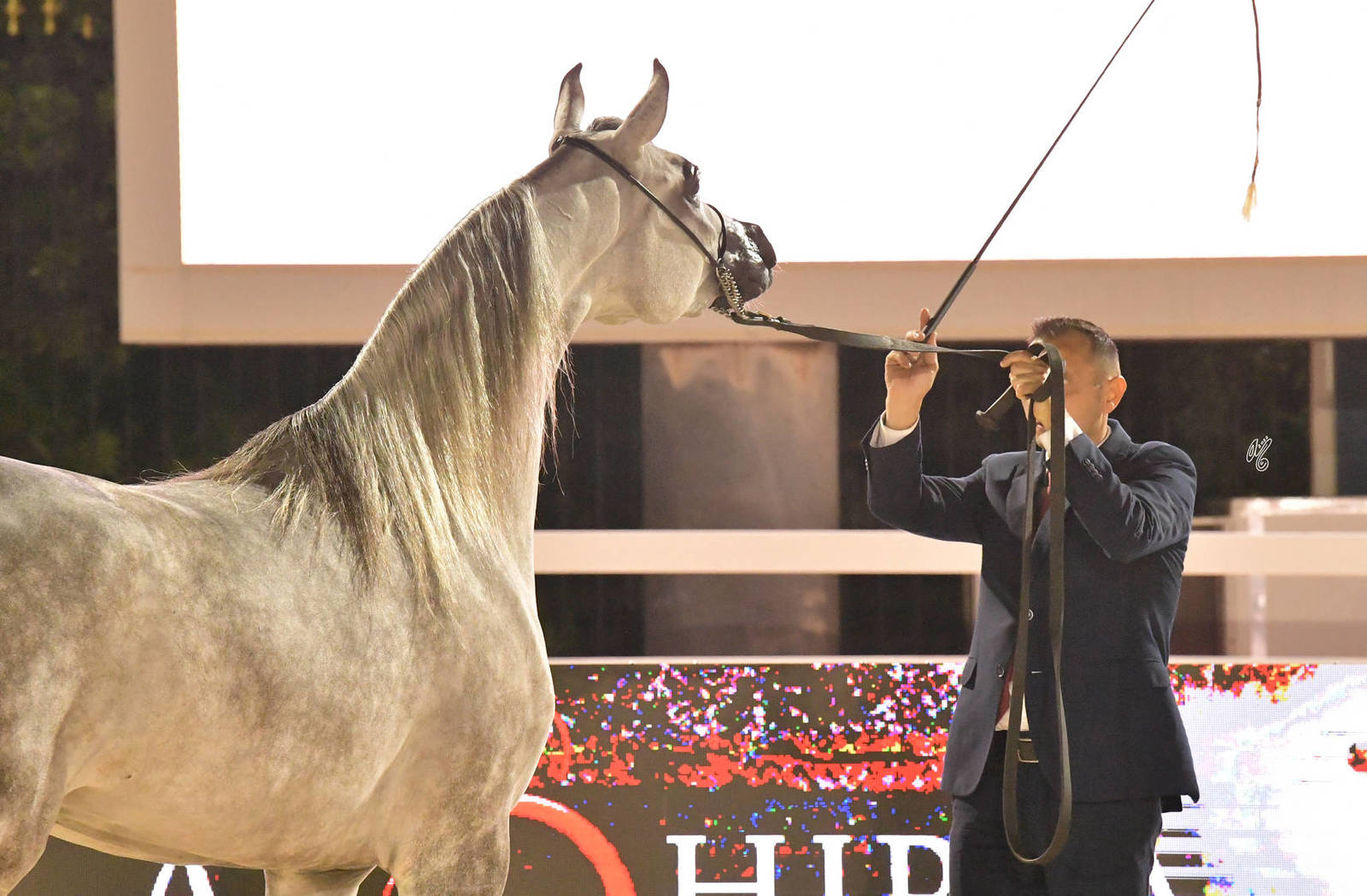 Fillies 3 Years Old: E.S. Salma 