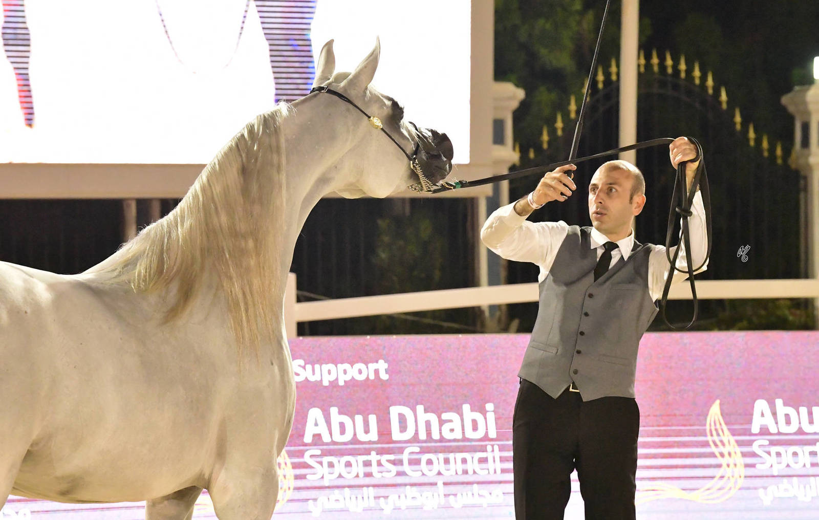 Fillies 3 Years Old: Halhola Al Hawajer 