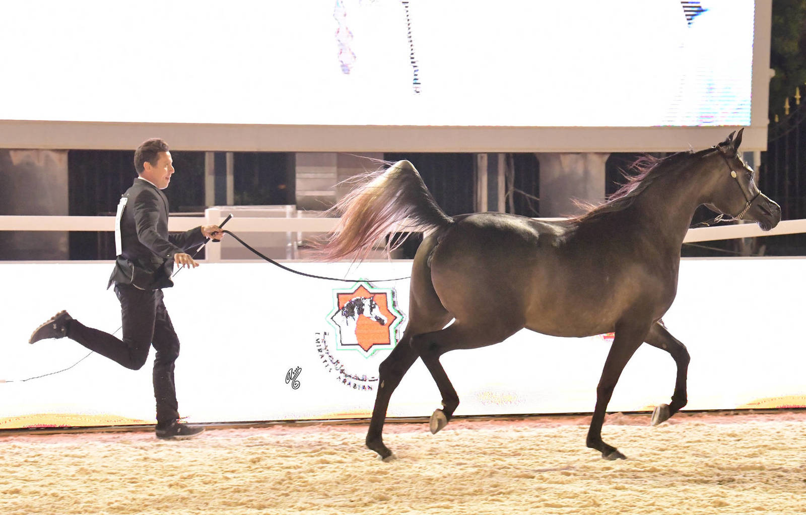 Fillies 3 Years Old: JS Raneem 