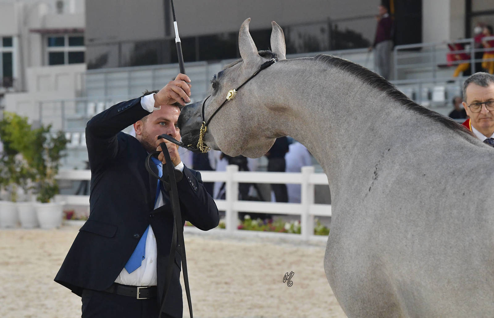 Fillies 2 Years Old: Shrouq J