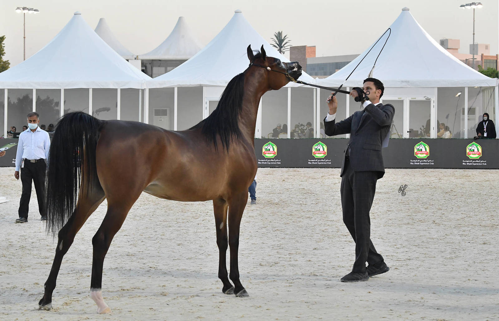 Fillies 2 Years Old: Talyah Al Hawajer 