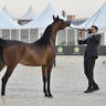 Fillies 2 Years Old: Talyah Al Hawajer 