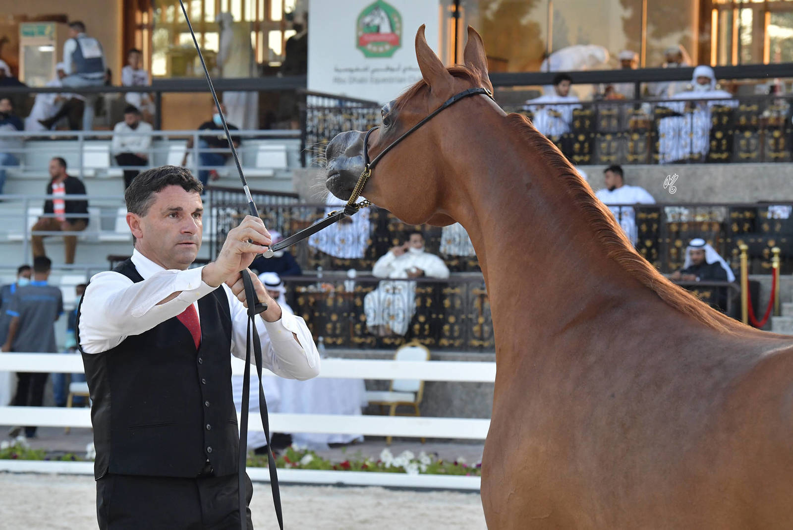 Fillies 2 Years Old: AJ Nour 