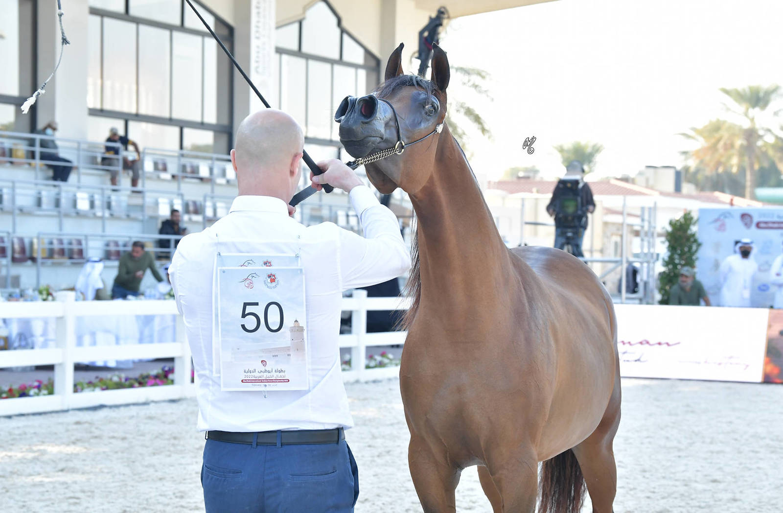 Fillies 2 Years Old: Banafsaj Alyah