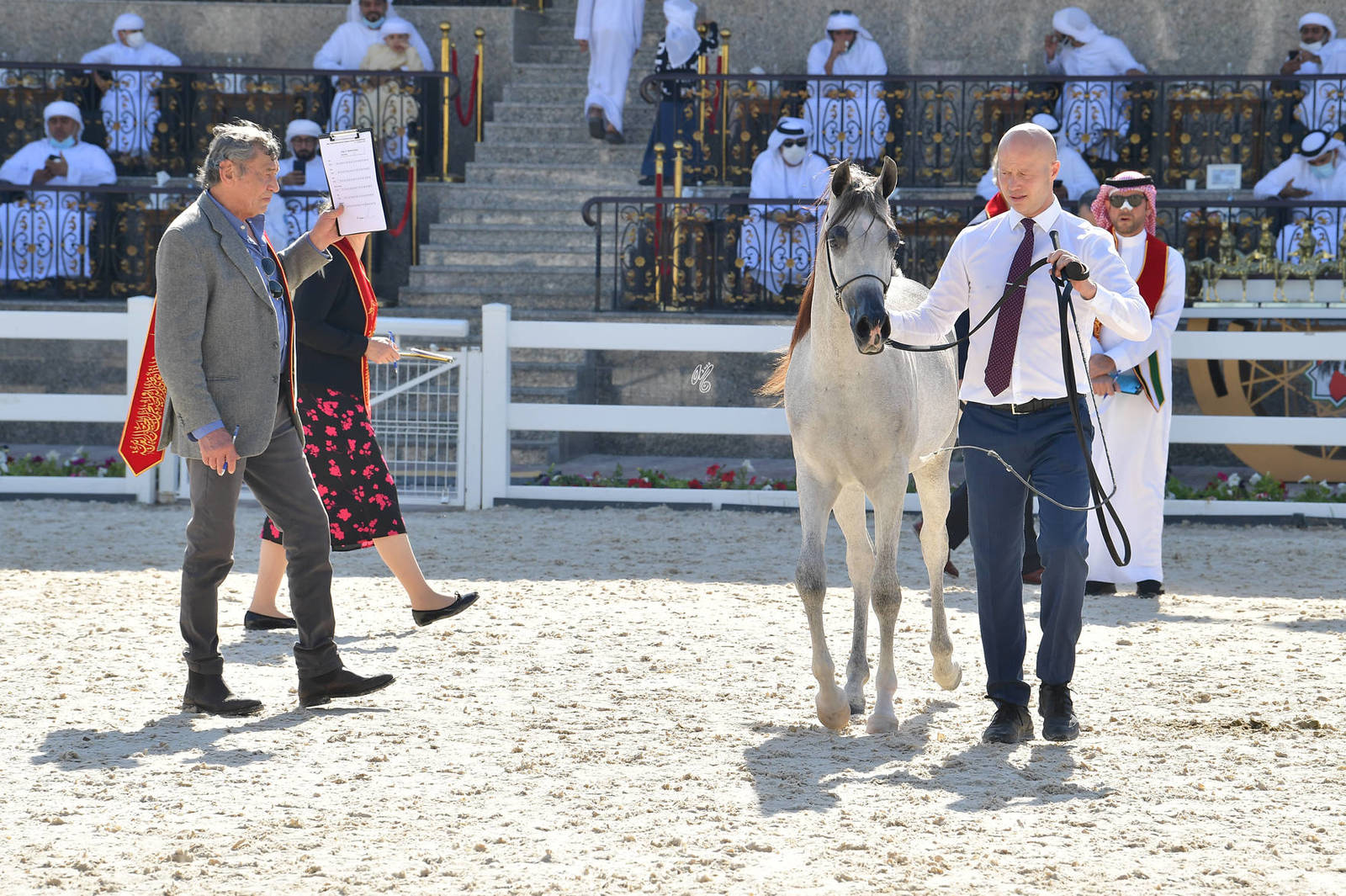 Yearling Filly: Aali Shomokh