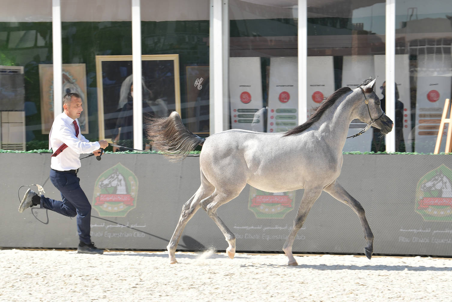 Yearling Filly: Vegas RM 