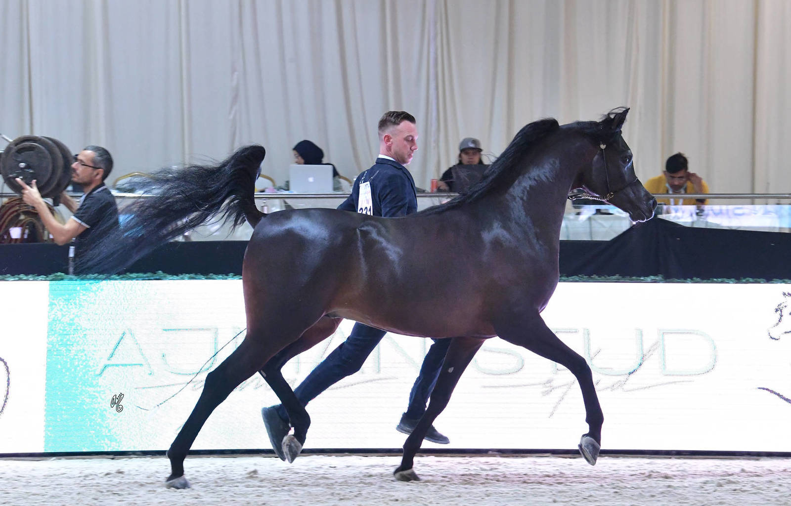 Senior Stallion Gold Champion: Farid Al Hawajer (RFI Farid X Jameelah Al Hawajer)  