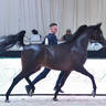 Senior Stallion Gold Champion: Farid Al Hawajer (RFI Farid X Jameelah Al Hawajer)  