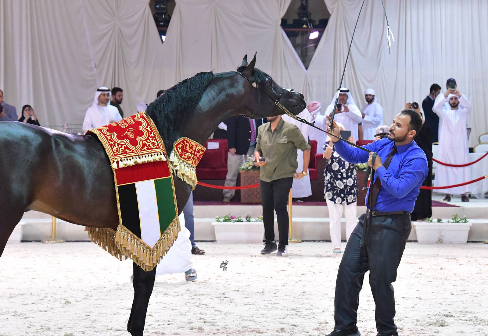 Senior Stallion Gold Champion: Farid Al Hawajer (RFI Farid X Jameelah Al Hawajer)  