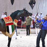Senior Stallion Gold Champion: Farid Al Hawajer (RFI Farid X Jameelah Al Hawajer)  