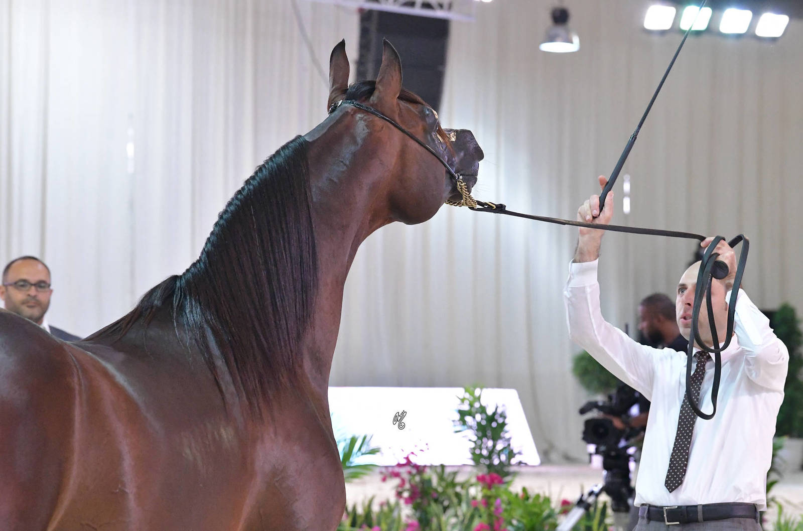 Senior Stallion Silver Champion: YAS BHM (Kahil Al Shaqab X Caterina FM) 