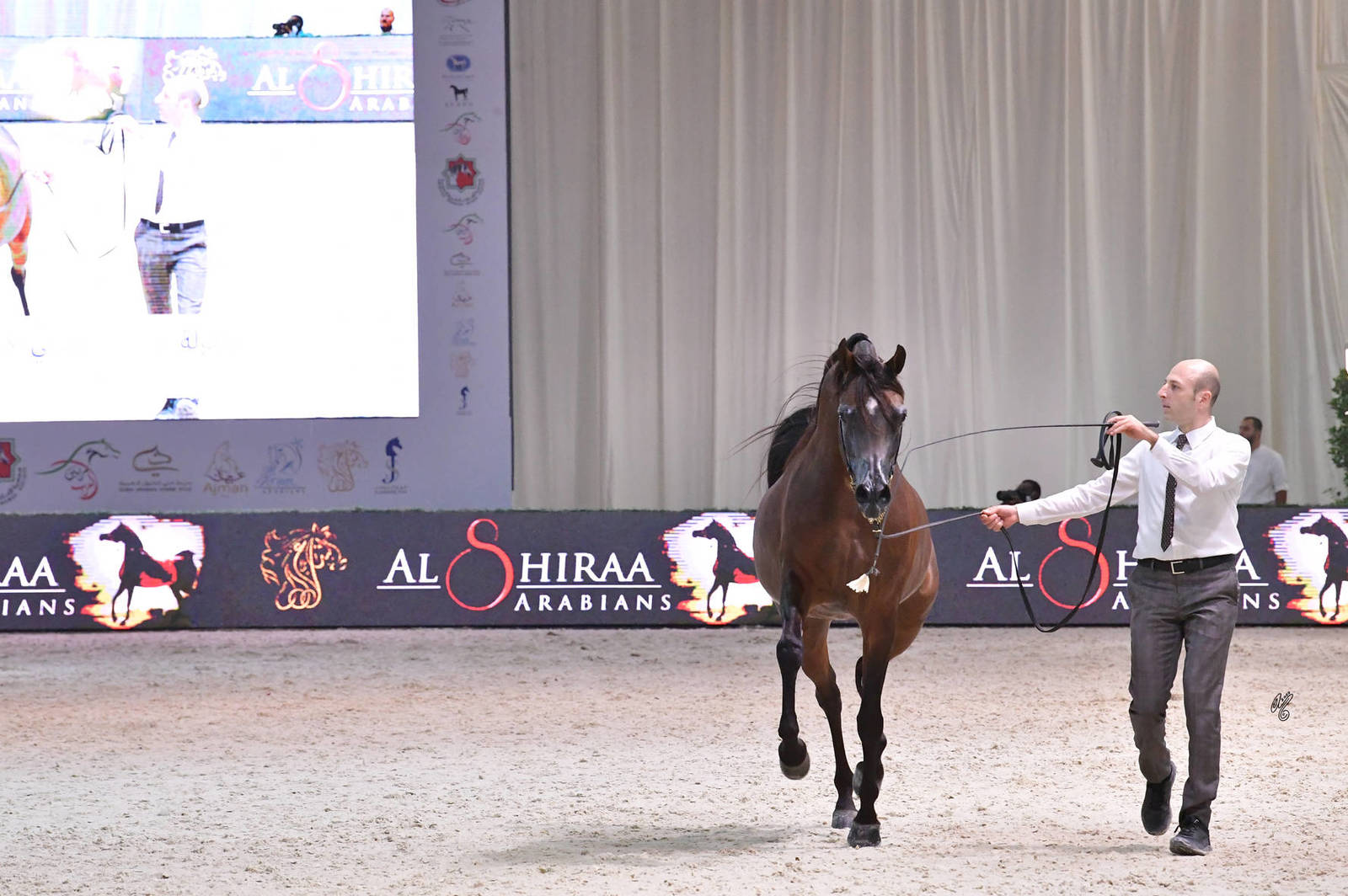Senior Stallion Silver Champion: YAS BHM (Kahil Al Shaqab X Caterina FM) 