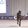 Senior Stallion Silver Champion: YAS BHM (Kahil Al Shaqab X Caterina FM) 