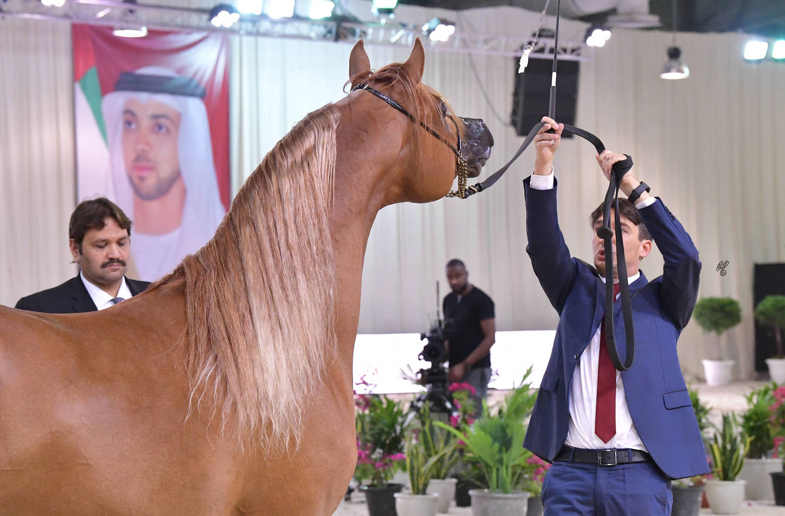 Senior Stallion Bronze Champion: M.O Dahab (E.S Harir X JJ Diamond of Marwan)