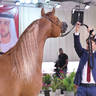 Senior Stallion Bronze Champion: M.O Dahab (E.S Harir X JJ Diamond of Marwan)