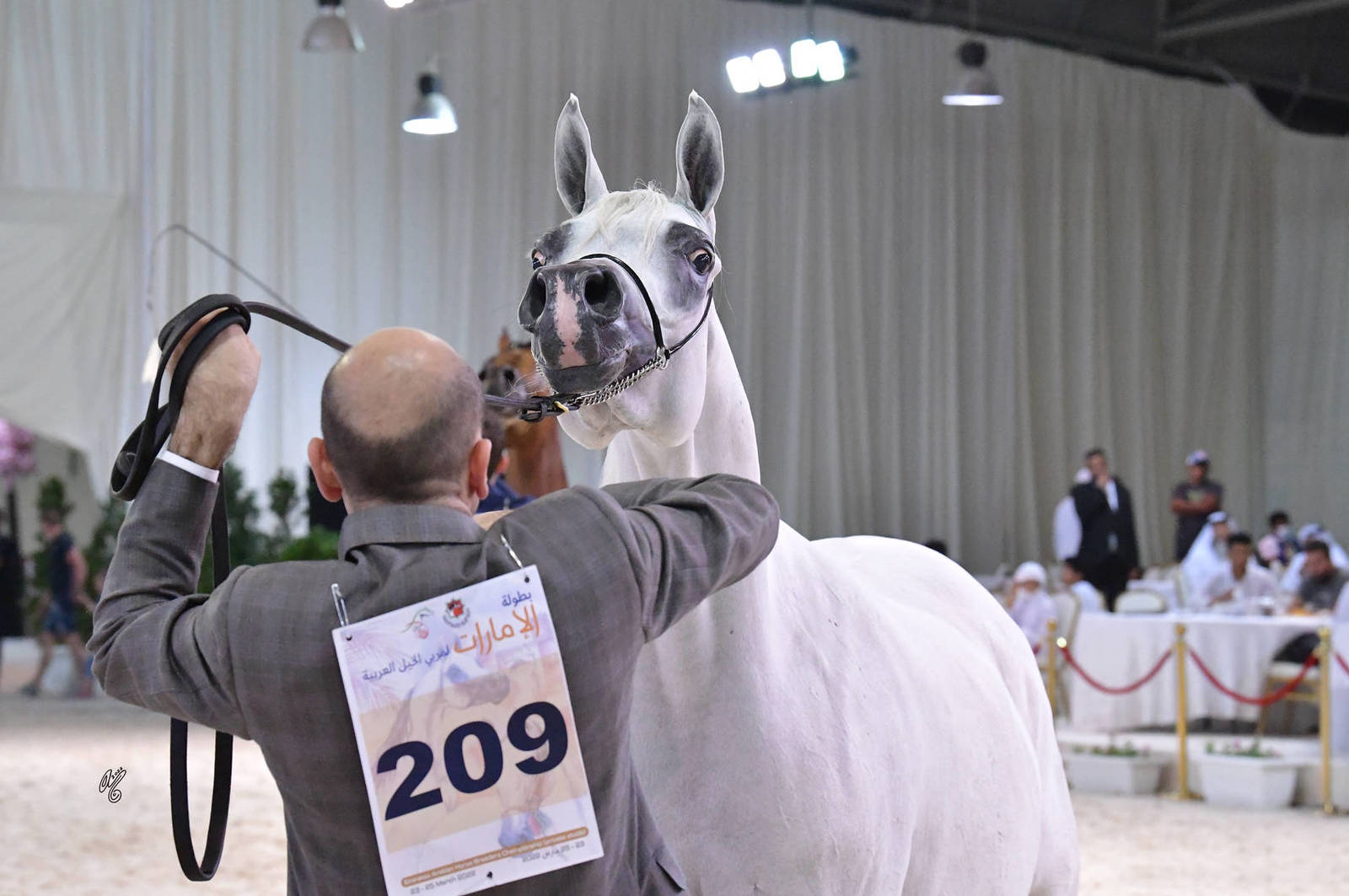 Senior Mare Gold Champion: Masa BHM (Moharib Al Khazna X Al Khazna Manal)
