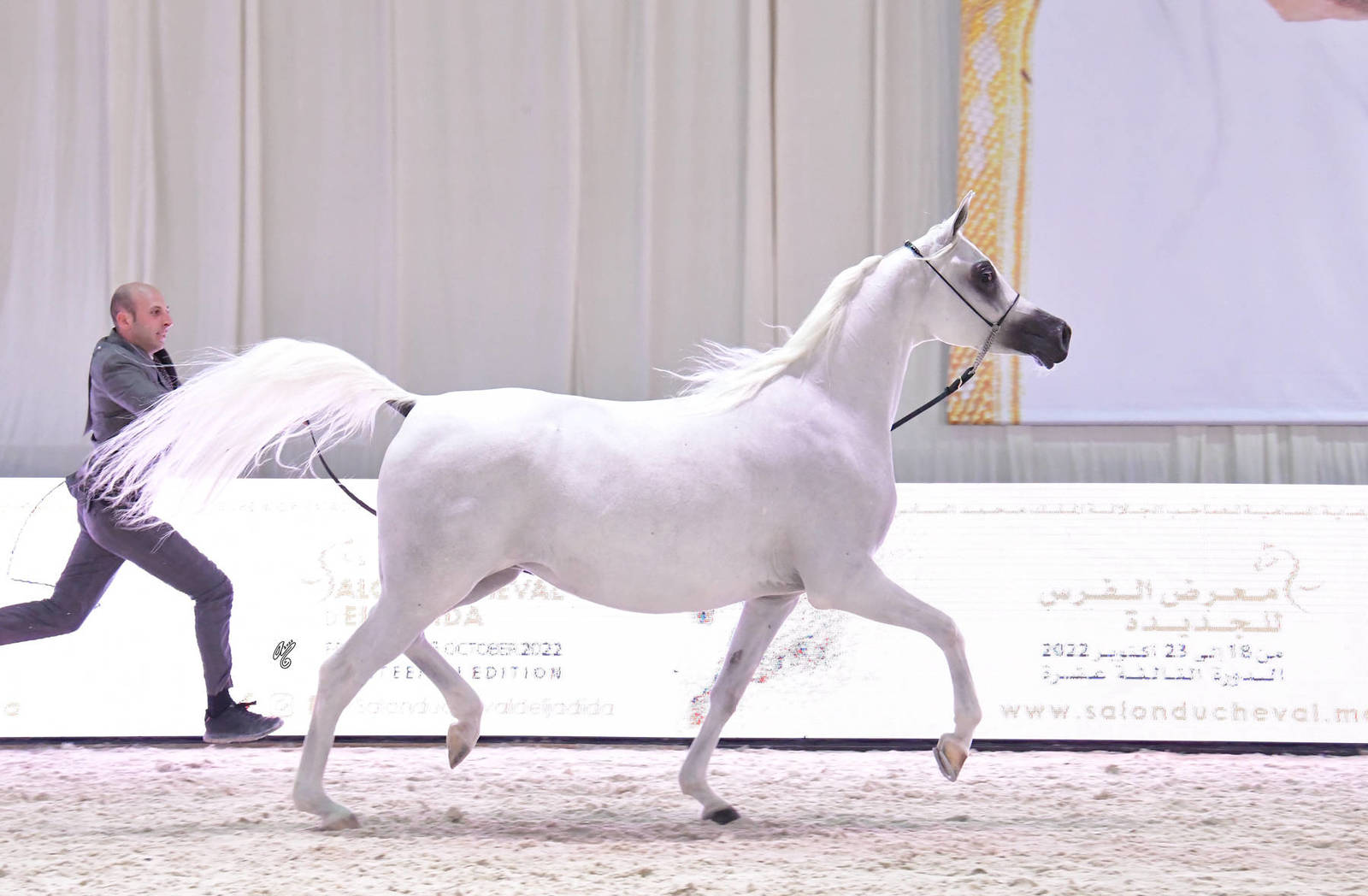 Senior Mare Gold Champion: Masa BHM (Moharib Al Khazna X Al Khazna Manal)