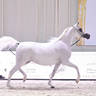 Senior Mare Gold Champion: Masa BHM (Moharib Al Khazna X Al Khazna Manal)