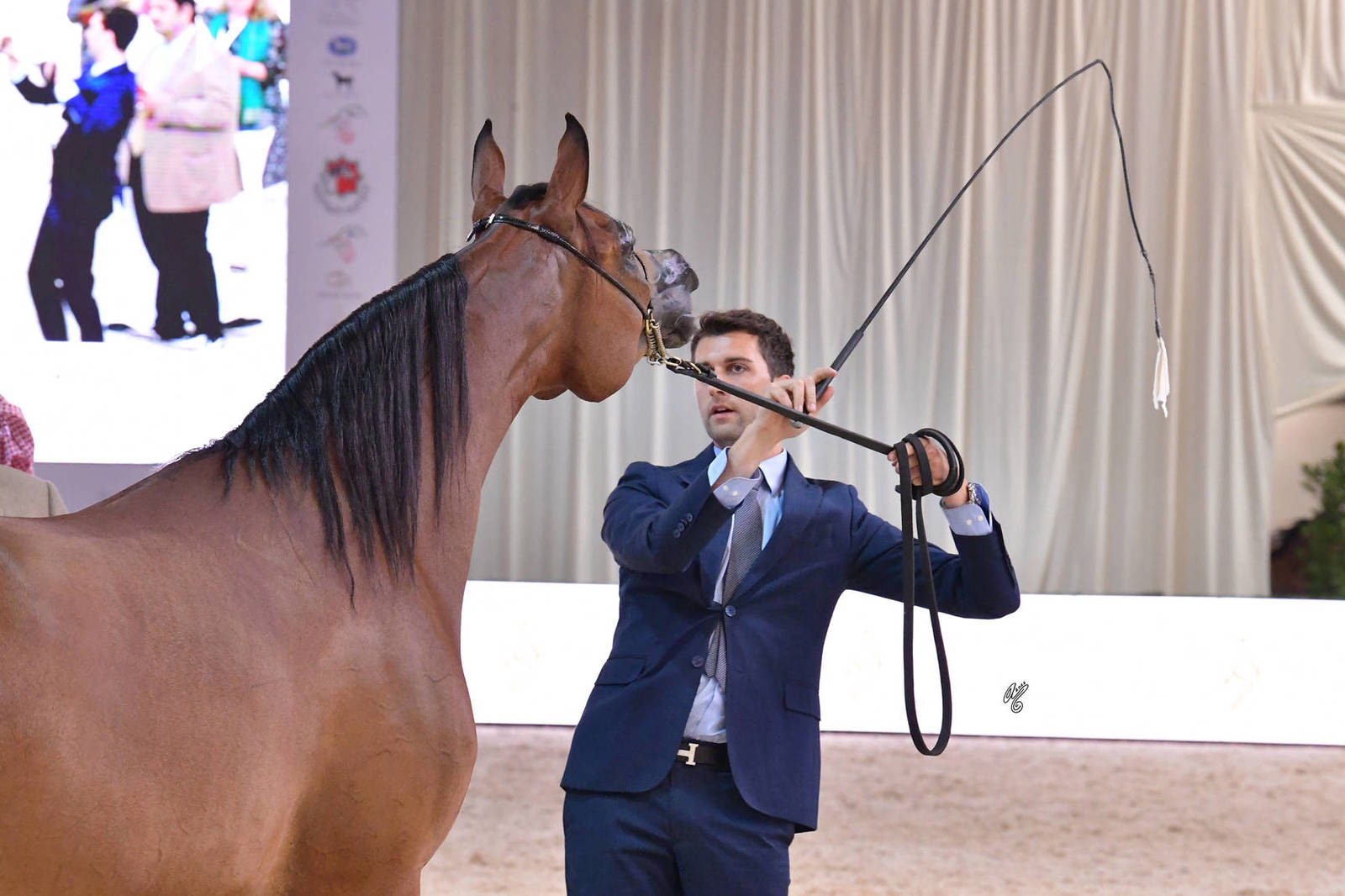 Senior Mare Bronze Champion: Rooh Aletehad (AJ Portofino X Al Aryam Al Reem)