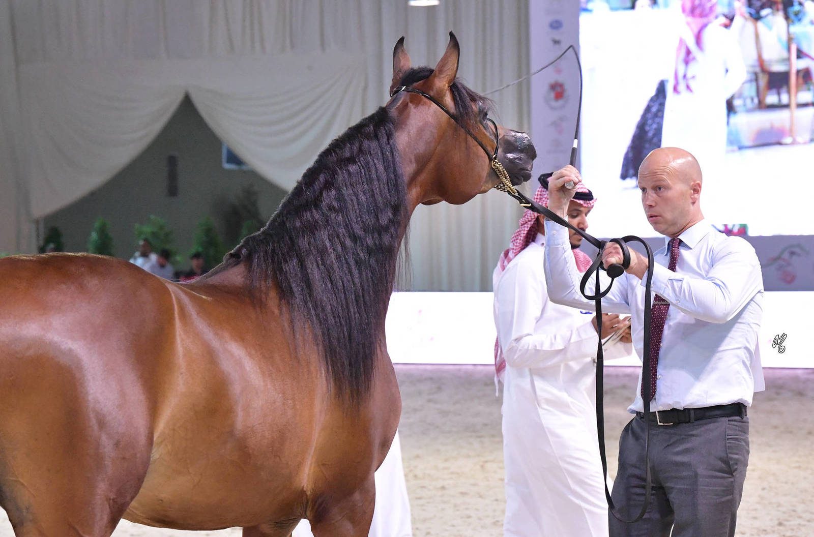 Junior Colt Gold Champion: Mundar KH (FA El Rasheem X Pialena) 