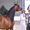 Junior Colt Gold Champion: Mundar KH (FA El Rasheem X Pialena) 