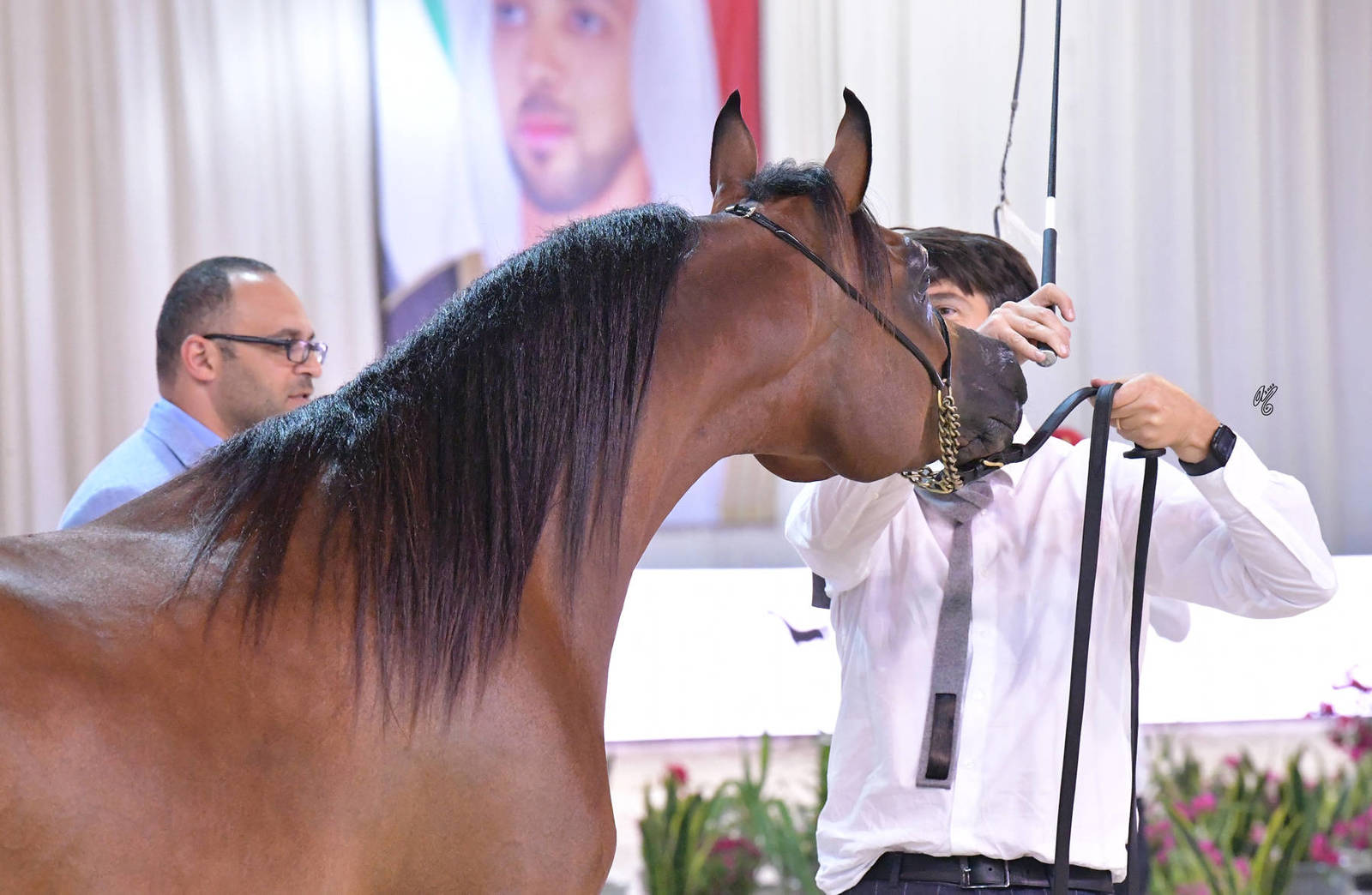 Junior Colt Bronze Champion: M.O Antar (SQ Shaddad X M.O Mazyouna) 