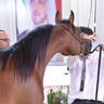 Junior Colt Bronze Champion: M.O Antar (SQ Shaddad X M.O Mazyouna) 