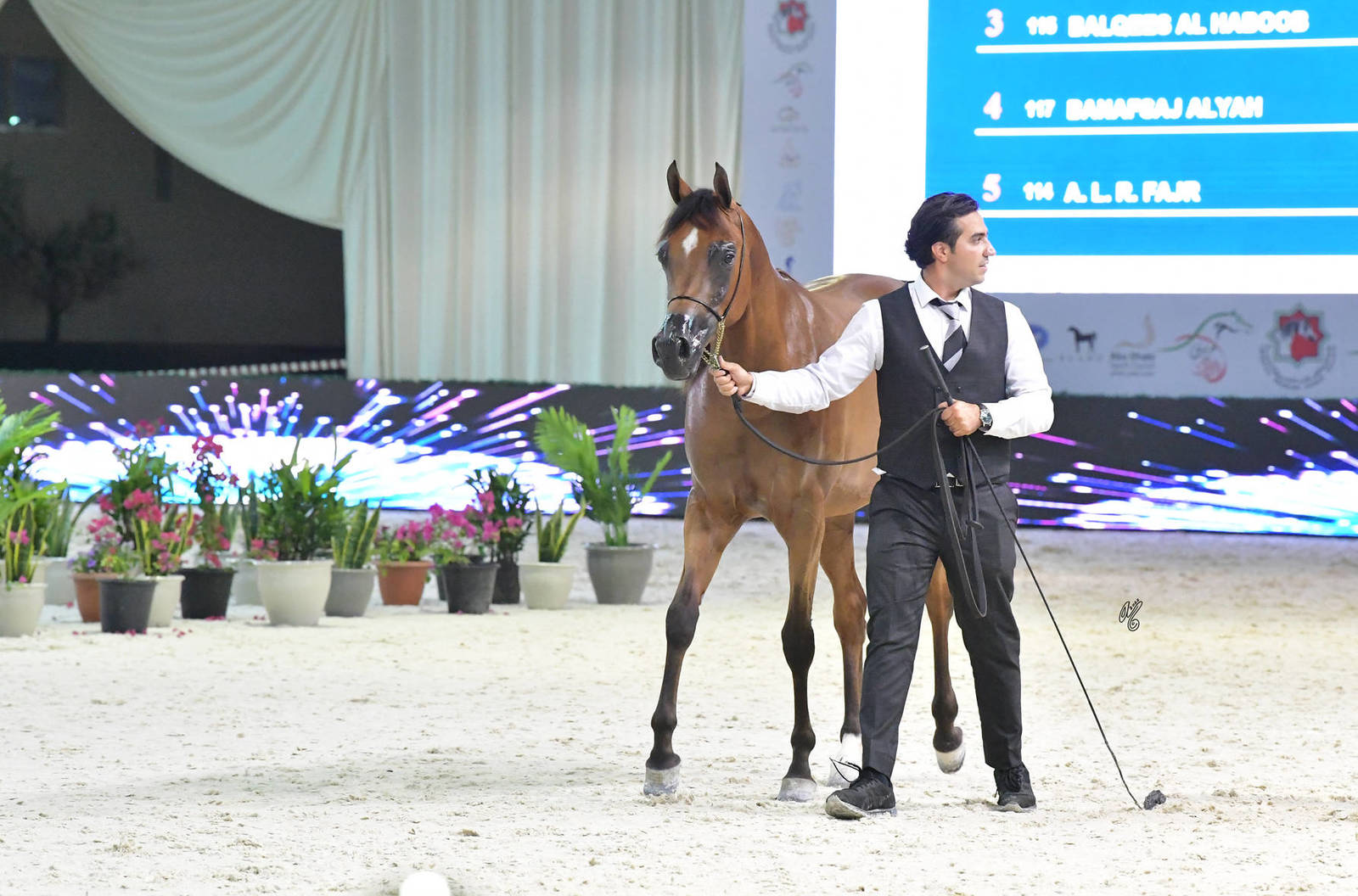 Junior Filly Gold Champion: Bahiya S B M (FA El Rasheem X Muranas Je Taime)