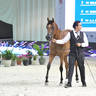 Junior Filly Gold Champion: Bahiya S B M (FA El Rasheem X Muranas Je Taime)