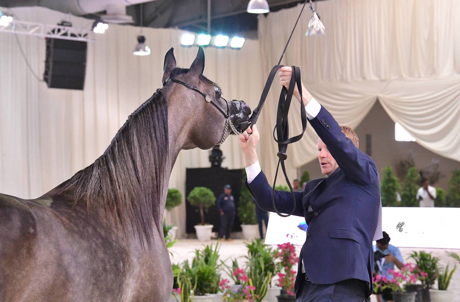 Junior Filly Silver Champion: JS Raneem (E.S. Harir X D Na'amah) 