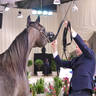 Junior Filly Silver Champion: JS Raneem (E.S. Harir X D Na'amah) 
