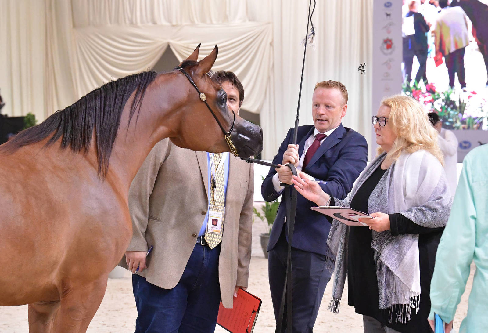 Junior Filly Bronze Champion: Paris Al Jawaher (FA El Rasheem X D Enas) 