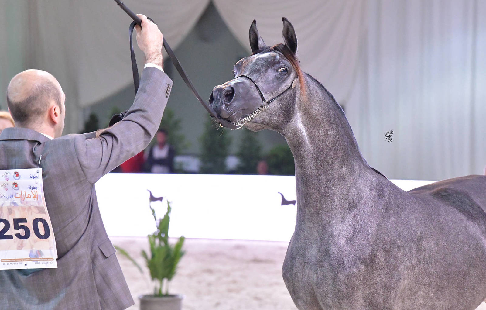 Gold Champion Yearling Colt: FD Rafale (D Maysoor X D Arta) 