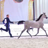 Yearling Filly Gold Champion: MZ Rafigah (A.Z. Awzan X QR Andrea)