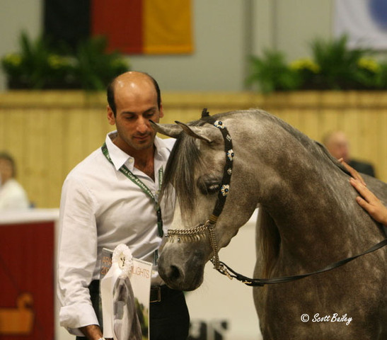 Shownell - Shownell
Owned by Dubai Stud and bred by Day Dream Arabians