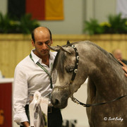 Shownell - Shownell
Owned by Dubai Stud and bred by Day Dream Arabians