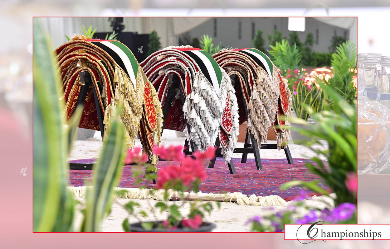 Lisa Abraham: The 2022 Emirates Arabian Horse Breeders Championship