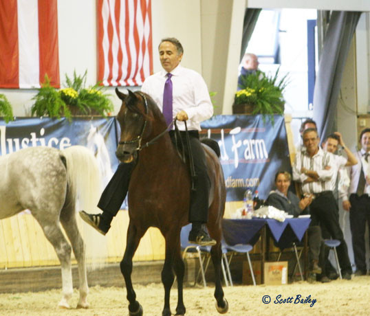 Marwan Al Shaqab - Marwan Al Shaqab
Micheal Byatt ever the showman, riding Marwan into the ring after his first win.