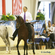 Marwan Al Shaqab - Marwan Al Shaqab
Micheal Byatt ever the showman, riding Marwan into the ring after his first win.