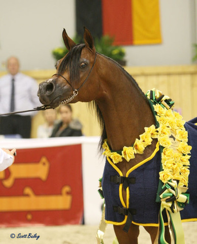 Pianisssima - Pianisssima
Champion Mare