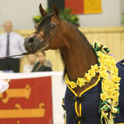 Pianisssima - Pianisssima
Champion Mare