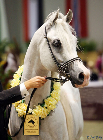 Imperial Baarez - Imperial Baarez
Reserve Champion Stallion owned by El Farida Stud